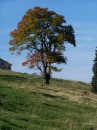 Buche - Fagus silvatica * 798 x 1063 * (325KB)